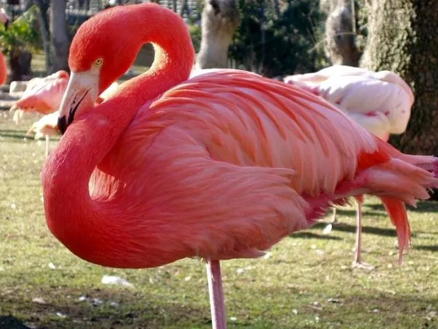 Las aves migratorias