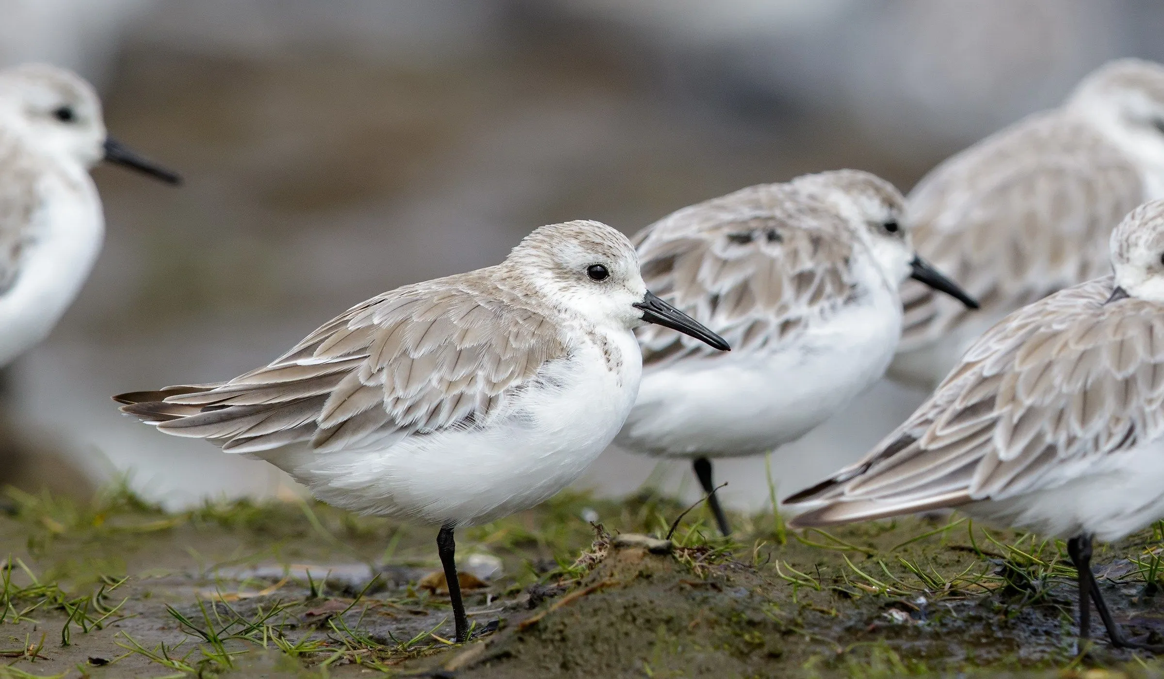 En este Día de las Aves Migratorias, conoce diez increíbles especies que  puedes ver en Chile | Ladera Sur