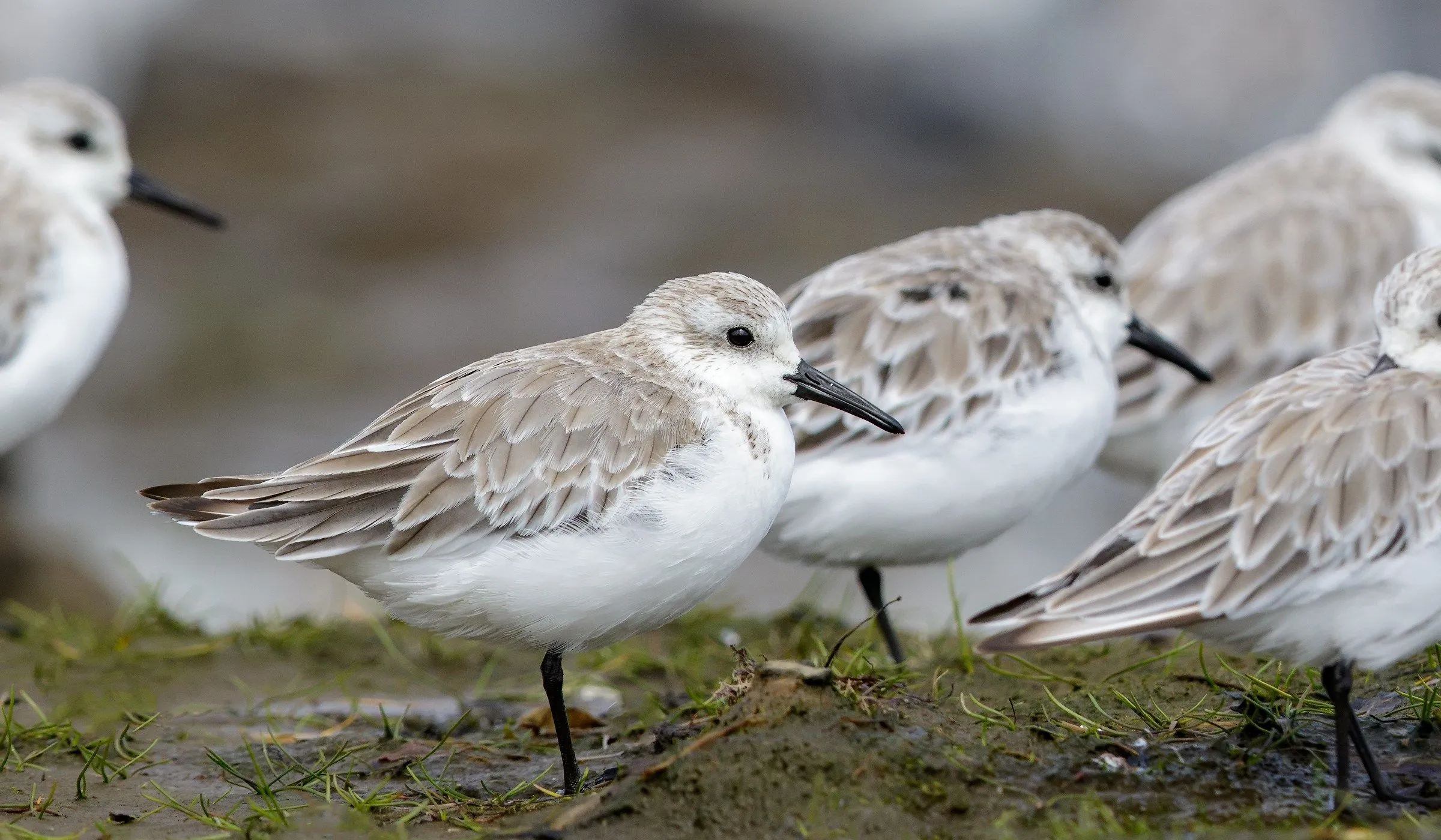 En este Día de las Aves Migratorias, conoce diez increíbles especies que puedes ver en Chile | Ladera Sur En este Día de las Aves Migratorias, conoce diez increíbles especies que puedes ver en Chile | Ladera Sur