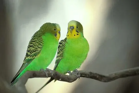 pericos: periquitos