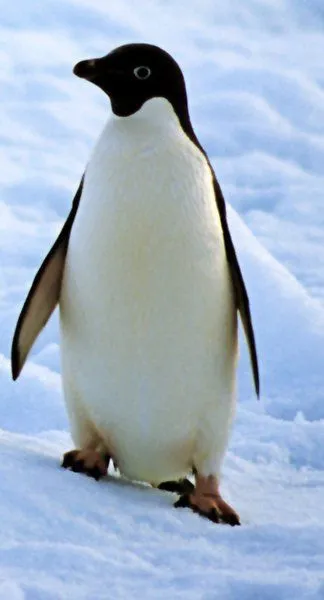  ... sean aves pesan demasiado para poder aguantar su peso sobre sus alas