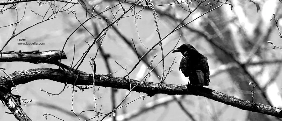 Aves, photography DC Reston Herndon