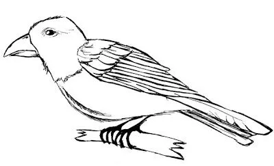 Aves para pintar - Imagui Aves para pintar - Imagui