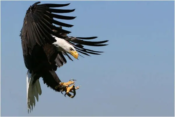 aves rapazes