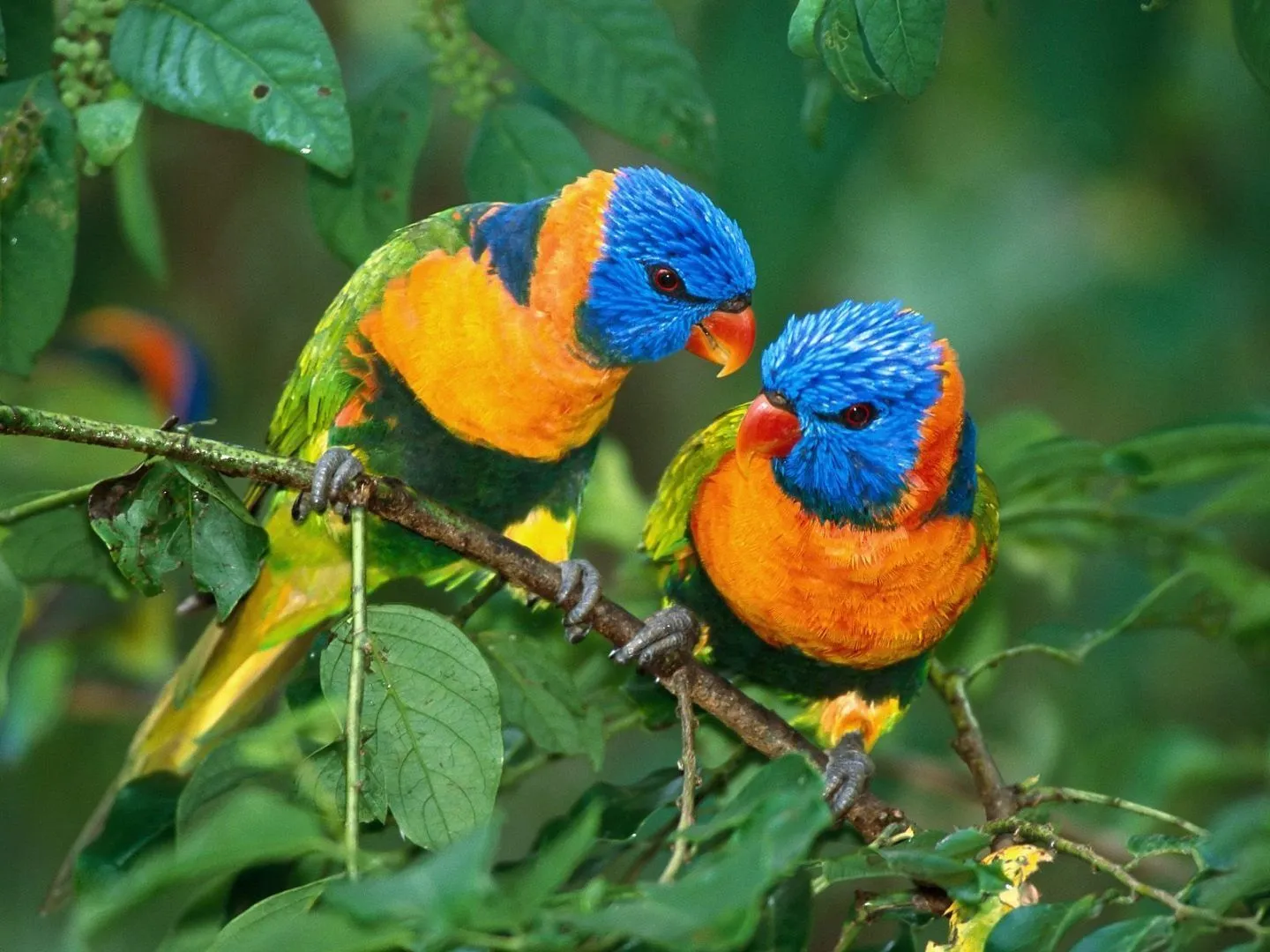 aves-tropicales.jpg