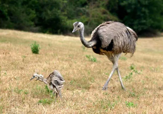 AVES DEL URUGUAY | Nación Charrua Artiguista y Originaria AVES DEL URUGUAY | Nación Charrua Artiguista y Originaria