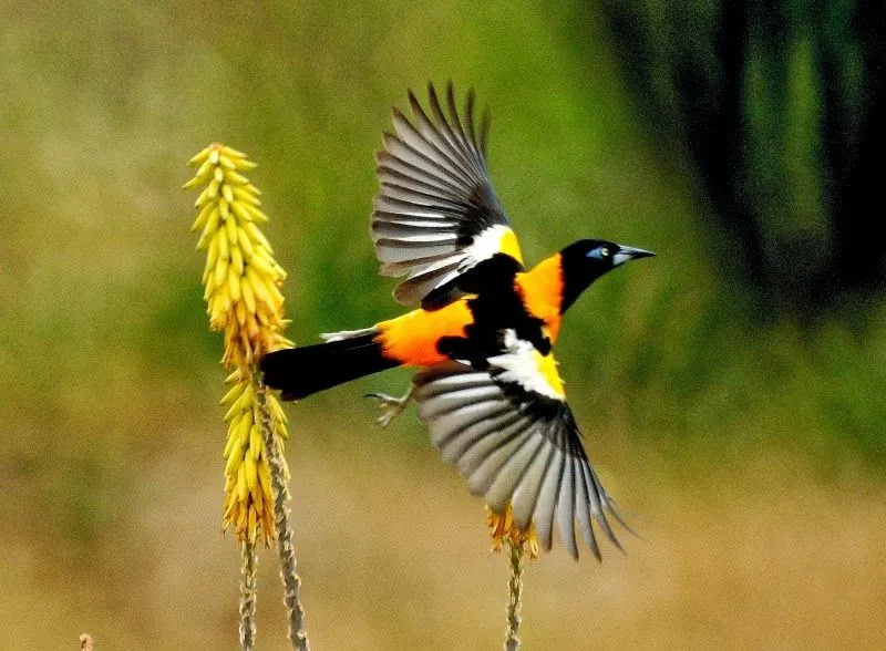 Aves de Venezuela con Historias