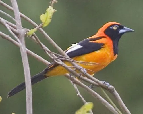 Aves de Venezuela con Historias