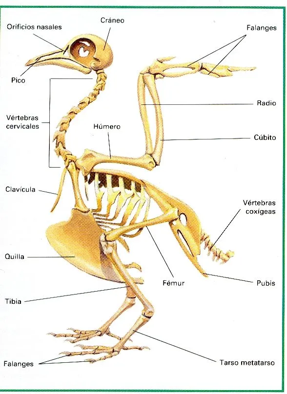 Aves | Los vertebrados