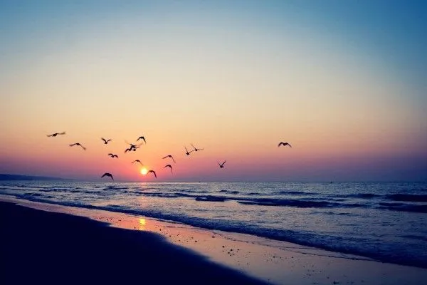 Aves volando en una playa al amanecer (58890) Aves volando en una playa al amanecer (58890)