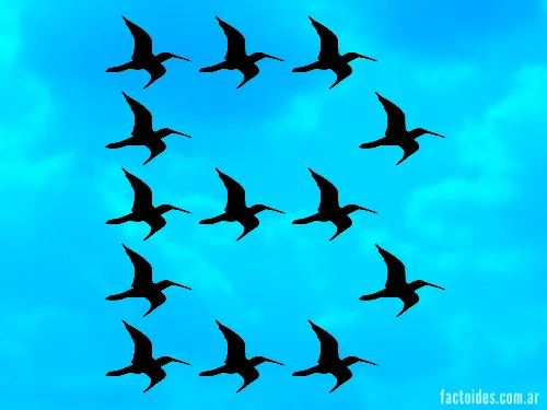 Las aves vuelan en «V» porque así ahorran energía - Factoides Las aves vuelan en «V» porque así ahorran energía - Factoides