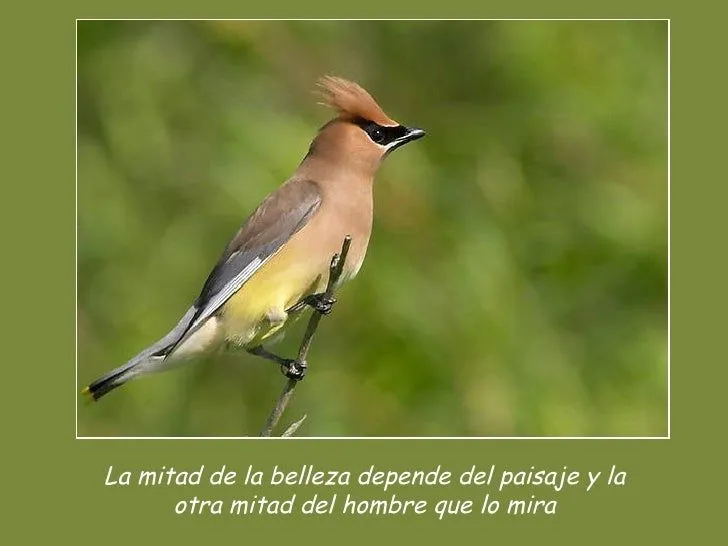 aves-y-frases-12-728.jpg?cb= ...