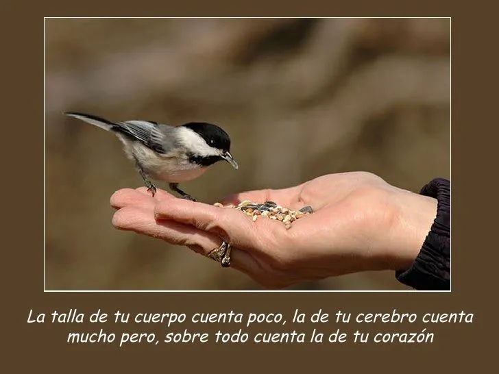 aves-y-frases-4-728.jpg?cb= ...