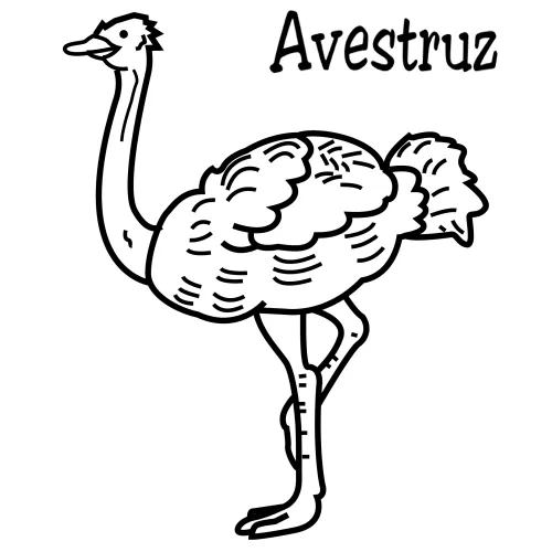 Dibujos de las avestruces y su información - Imagui