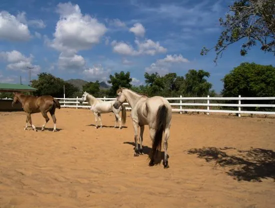 Caballo Rancho de Macanao - Picture of Hacienda Macanao, Porlamar ...