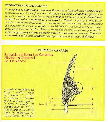 Aviario J. R. Menéndez: enero 2008