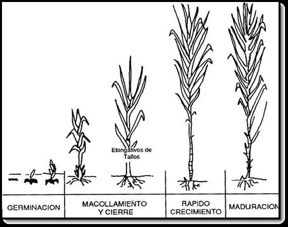 Avibert: Ciclo de Vida de la Caña de Azúcar Tecnología Azucarera ...