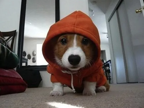 Awww: Perritos adorables (17 fotos) | Dulce Adiccion Awww: Perritos adorables (17 fotos) | Dulce Adiccion