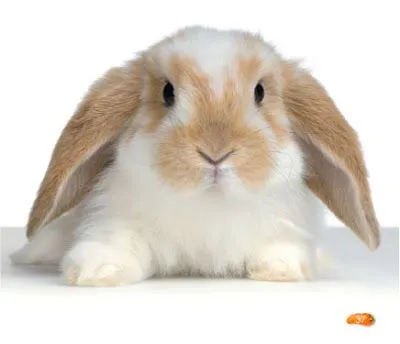 AY, QUÉ CELOSOS SE HAN PUESTO LOS CONEJITOS! PORQUE COMO VIERON LO ... AY, QUÉ CELOSOS SE HAN PUESTO LOS CONEJITOS! PORQUE COMO VIERON LO ...