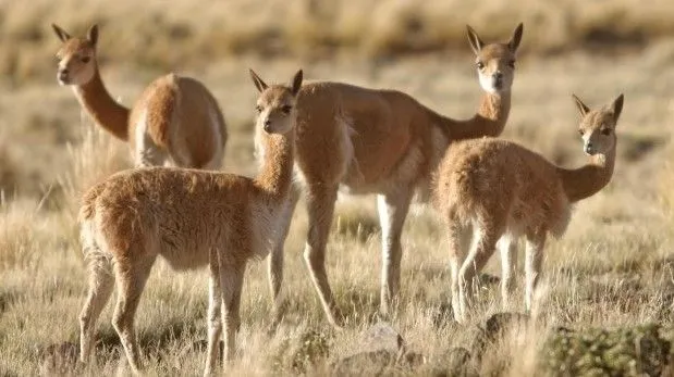 Ayacucho: hallan más de 100 vicuñas muertas en San Pedro ...