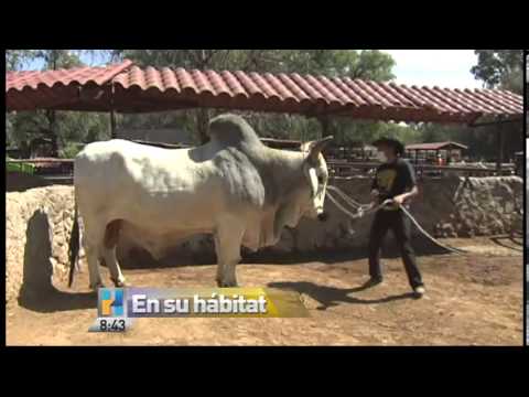 Aylen presenta al toro cebu brahman - YouTube Aylen presenta al toro cebu brahman - YouTube