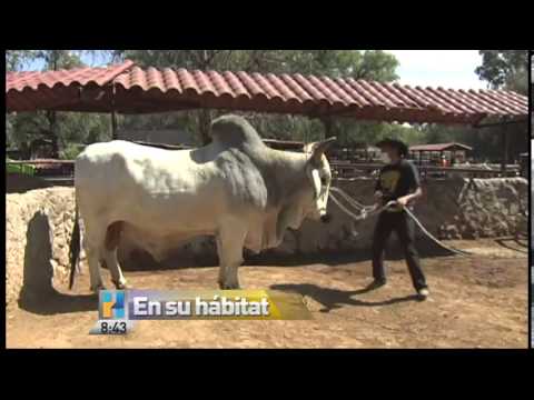 Aylen presenta al toro cebu brahman - YouTube