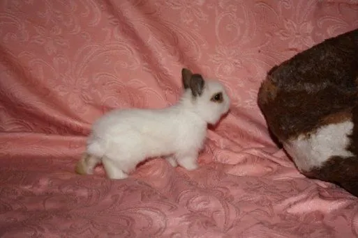 AYUDA necesito un nombre para mi pequeña coneja | Cuidar de tu ... AYUDA necesito un nombre para mi pequeña coneja | Cuidar de tu ...