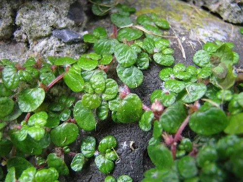 ayuda con los nombres | Cuidar de tus plantas es facilisimo.com ayuda con los nombres | Cuidar de tus plantas es facilisimo.com