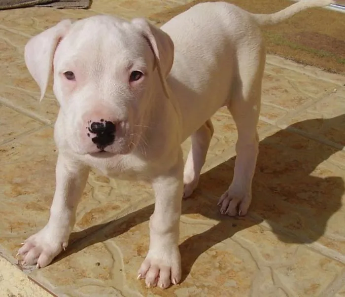 ayuda!! es o no pitbull mi cachorro?? - (American Pit Bull Terrier ...