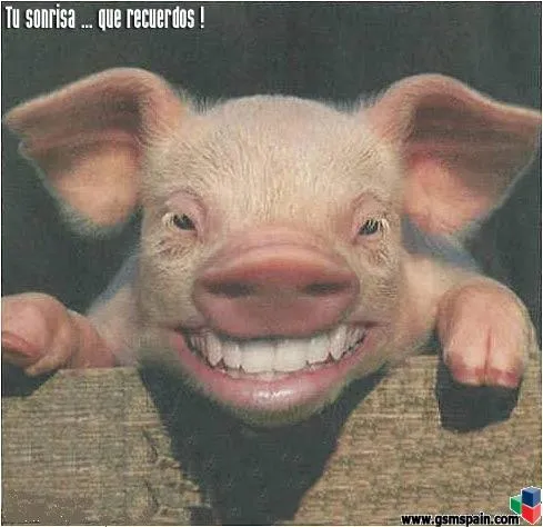 Me ayudais a dibujar un cerdo?