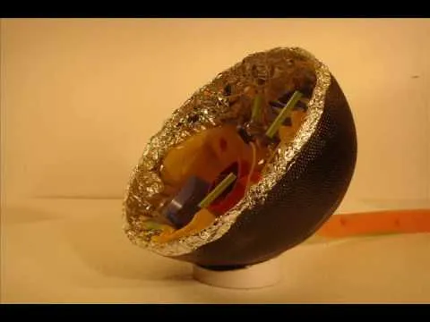 Me ayudan a hacer una maqueta de célula animal y vegetal? Me ayudan a hacer una maqueta de célula animal y vegetal?