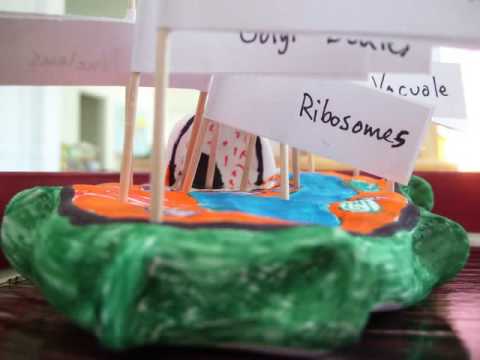 Me ayudan a hacer una maqueta de célula animal y vegetal? Me ayudan a hacer una maqueta de célula animal y vegetal?