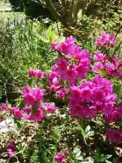 azalea, arbustos | Descargar Fotos gratis