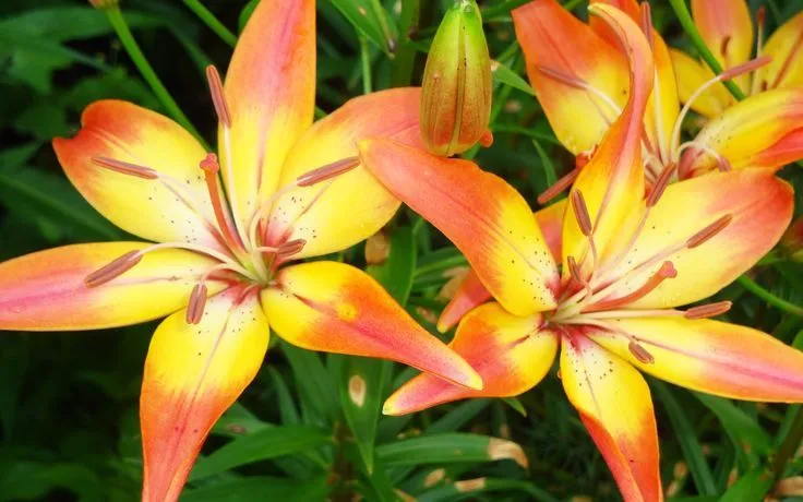 AZUCENAS / LÍLIUMS on Pinterest | Google, Lilies and Magenta