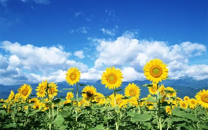 Fotos de girasoles para fondo de pantalla - Imagui Fotos de girasoles para fondo de pantalla - Imagui