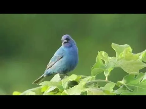 Azulejo (Passerina Cyanea) - YouTube