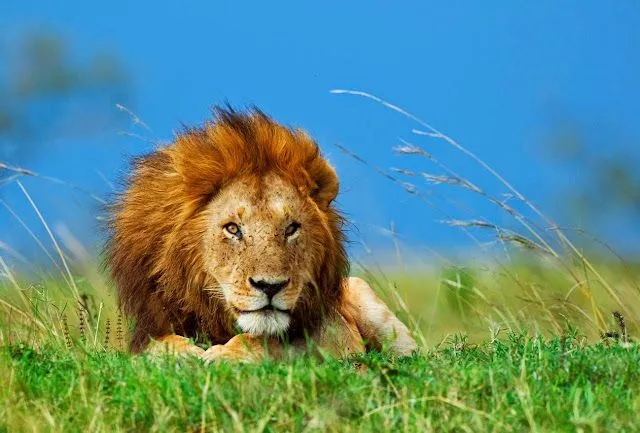 ஜ۩۞۩ஜ Azulestrellla ஜ۩۞۩ஜ: (◕‿◕)Animales graciosos y bonitos ... ஜ۩۞۩ஜ Azulestrellla ஜ۩۞۩ஜ: (◕‿◕)Animales graciosos y bonitos ...