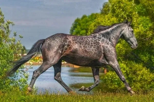 ஜ۩۞۩ஜ Azulestrellla ஜ۩۞۩ஜ: ▬Caballos▬▬ஜ۩۞۩ஜ