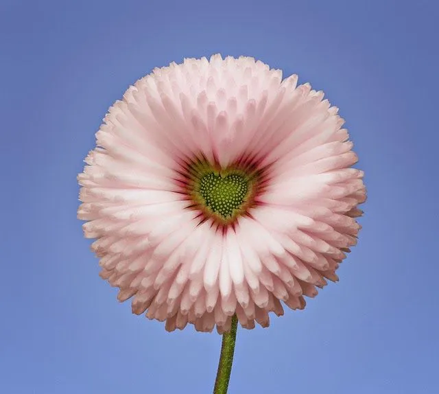 ஜ۩۞۩ஜ Azulestrellla ஜ۩۞۩ஜ: ► Flores Exóticas de todo el Mundo◄ ஜ۩۞۩ஜ Azulestrellla ஜ۩۞۩ஜ: ► Flores Exóticas de todo el Mundo◄