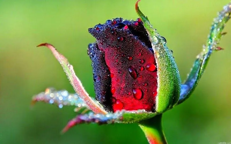 ஜ۩۞۩ஜ Azulestrellla ஜ۩۞۩ஜ: ► Flores Exóticas de todo el Mundo◄
