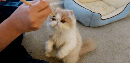 ஜ۩۞۩ஜ Azulestrellla ஜ۩۞۩ஜ: ► Imágenes Gif de gatos ◄ ஜ۩۞۩ஜ Azulestrellla ஜ۩۞۩ஜ: ► Imágenes Gif de gatos ◄