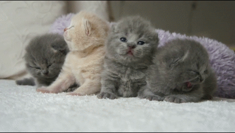 ஜ۩۞۩ஜ Azulestrellla ஜ۩۞۩ஜ: ► Imágenes Gif de gatos ◄ ஜ۩۞۩ஜ Azulestrellla ஜ۩۞۩ஜ: ► Imágenes Gif de gatos ◄