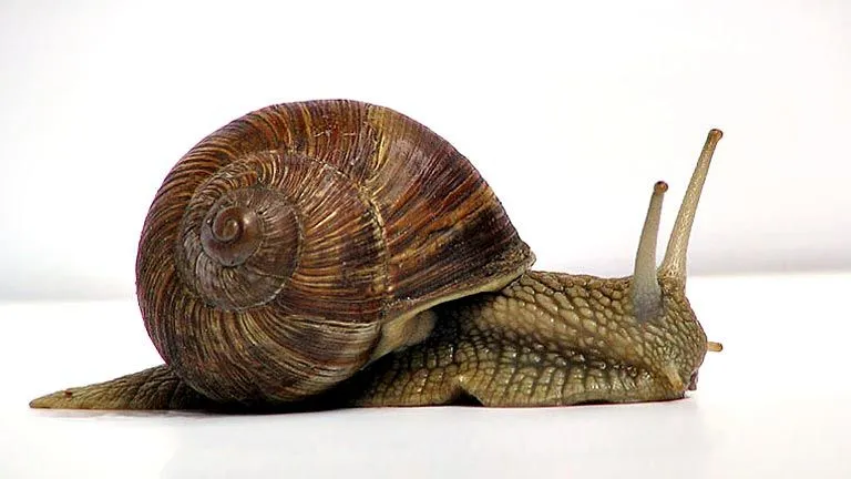 Es cierto que la baba de caracol rejuvenece? - RTVE.es Es cierto que la baba de caracol rejuvenece? - RTVE.es