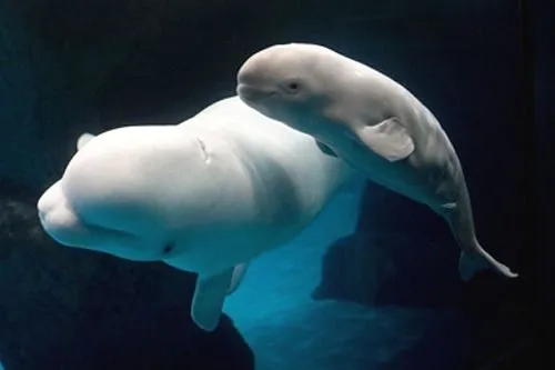 baby beluga | Tumblr