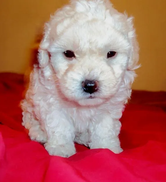 Baby Boomer Dies: Neighbor Adopts Dog - Over-50 Baby Boomer Dies: Neighbor Adopts Dog - Over-50