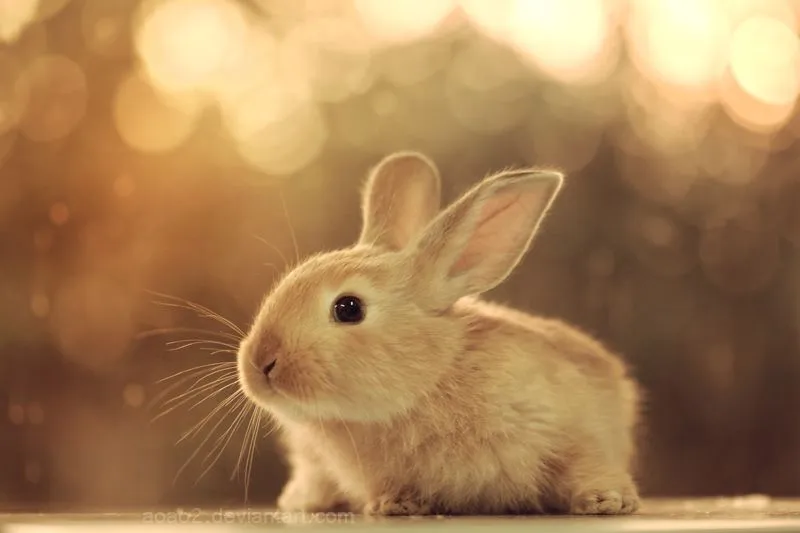 Baby bunny by aoao2 on deviantART
