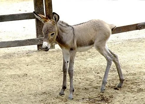 Baby Donkey (Equus africanus asinus) burrito bebé ... Baby Donkey (Equus africanus asinus) burrito bebé ...