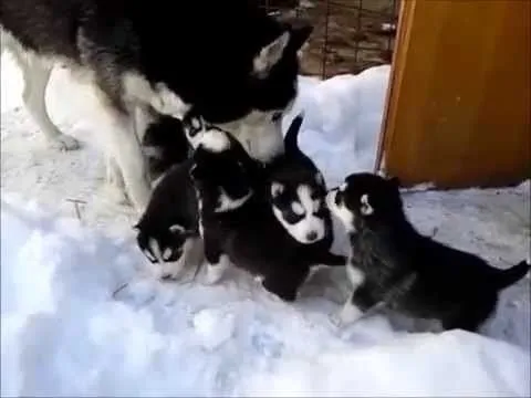 Baby husky - Bebe sibirskog haskija - SIberian husky babies - YouTube