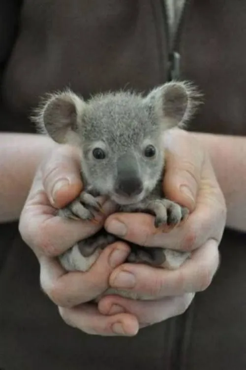 baby koala. | Cute animals! | Pinterest | Oídos, Koala bebé y ... baby koala. | Cute animals! | Pinterest | Oídos, Koala bebé y ...