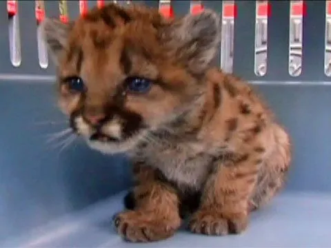 Baby Pumas - YouTube